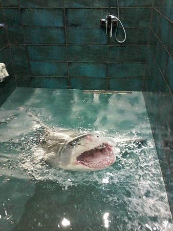 Shower with shark by Roloraj plus @rolorajplus in Serbia - 1